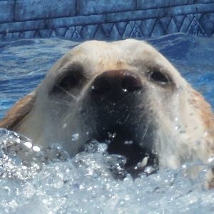 Meet your Posher, Otis